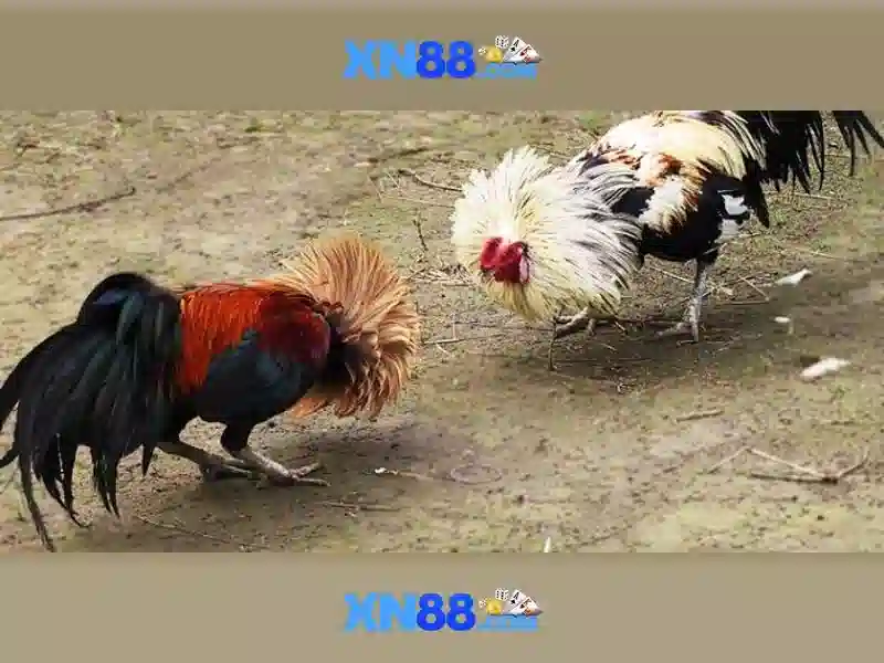 XN88: Điều Khoản Điều Kiện Chi Tiết Cho Người Chơi Slot - xn88 XN88: Điều Khoản Điều Kiện Chi Tiết Cho Người Chơi Slot - xn88