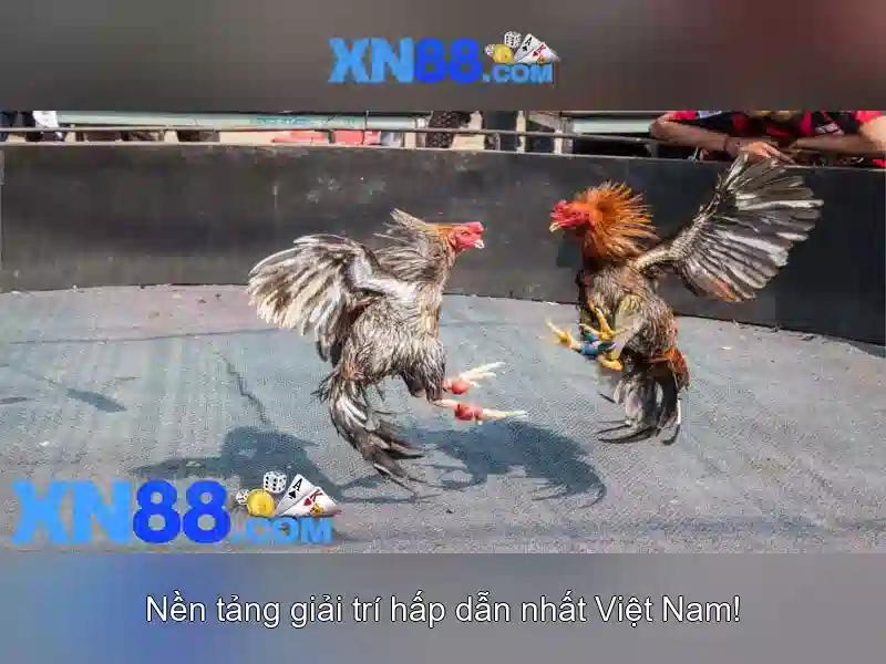 💎xn88 equipment💎 💎xn88 equipment💎